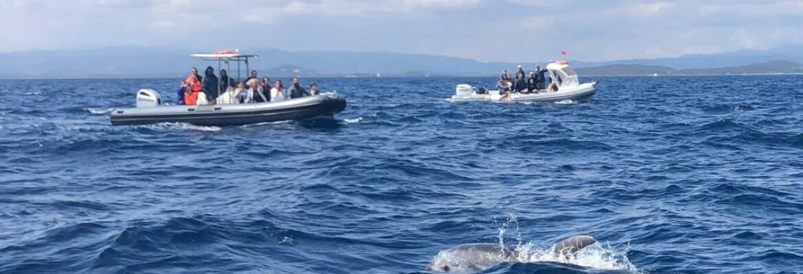 Tour avvistamento delfini Golfo Aranci