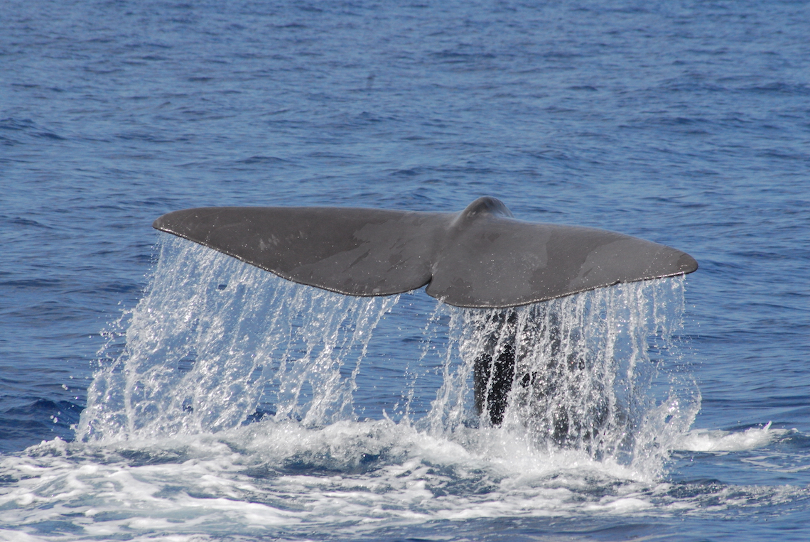 Dolphin e whale watching con rispetto!